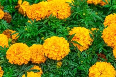 alphonso marigold/gende ka phool flower seeds Seed(75 per packet)