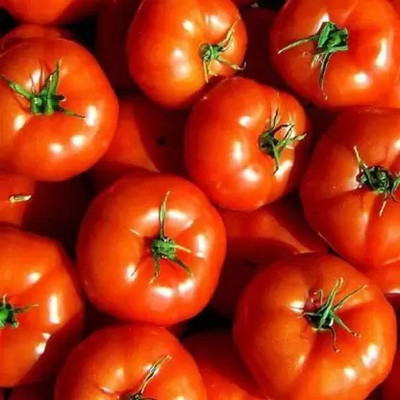 MAA Tomato, Tamatar Seed(70 per packet)
