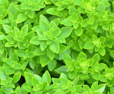 VibeX ® LXI-12 Spicy Bush Basil Seed(1000 per packet)
