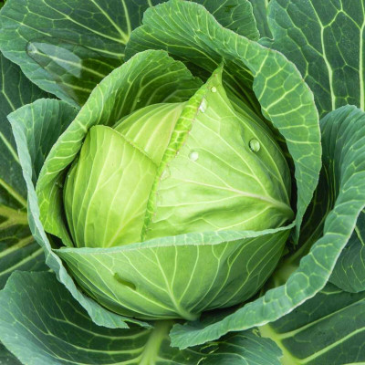 Arshiayat Cabbage Seed(85 per packet)