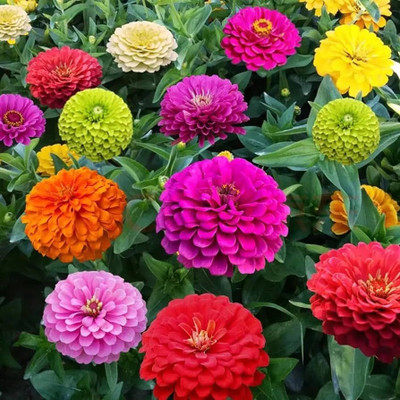 BSARKAR Hybrid best multi mix color variety zinnia flowers seed Seed(25 per packet)