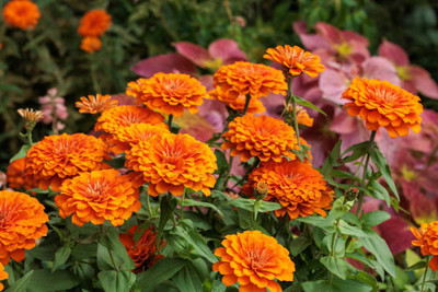 Radhakrishna marigold,gende ka phool seeds Seed(22 per packet)