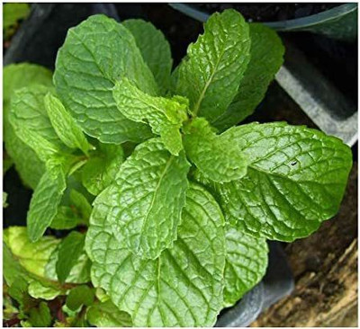 VibeX TLX-58 - Kentucky Colonel Mint Fragrant - (1350 Seeds) Seed(1350 per packet)