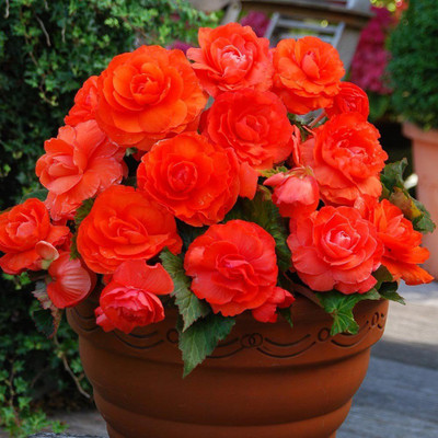 CYBEXIS PAU-62 - Begonia-Semp Florn Dwarf Mixed Flower - (90 Seeds) Seed(90 per packet)