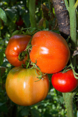 ActrovaX tomato Seed(25 per packet)