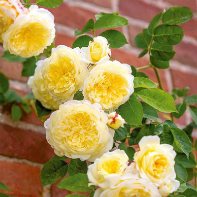Qualtivate RES-6A Climbing Roses Seeds Seed(25 per packet)