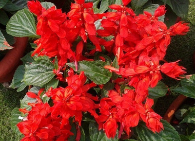 Quentova Red salvia, scarlet sage-VS-2S Seed(100 per packet)