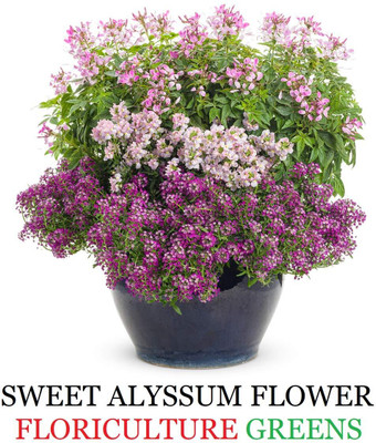 LPR FLOWER MIX Seed(40 per packet)