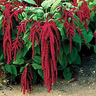 CYBEXIS Premium Vegetable Seeds, Grain Amaranth Seeds 700 Seeds Seed(700 per packet)