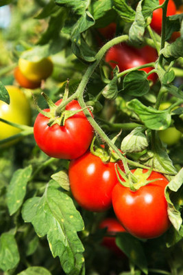 Tindaa tomato Seed(30 per packet)