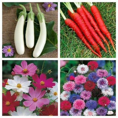 R-DRoz Cosmos Mixed Flowers, Carrot Red, Brinjal White Long & Corn Flowers Seed(4 per packet)