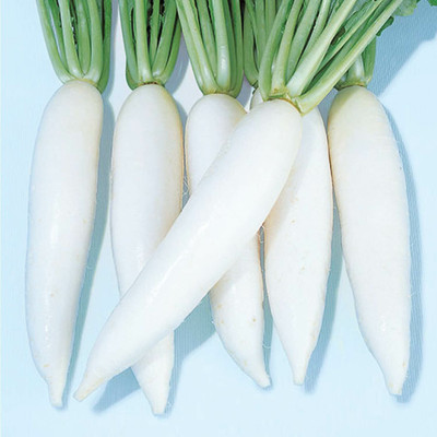 VINTI Radish Valiant Seed(2500 per packet)