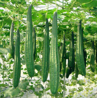CYBEXIS LXI-5 - Angled Gourd/Ridge Gourd - (100 Seeds) Seed(100 per packet)