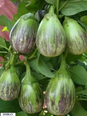 MAA Brinjal Green round, Brinjal, Eggplant Seed(40 per packet)