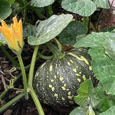 LIFELEX Hybrid Pumpkin Seeds, Kaddu Plant Seed(59 per packet)