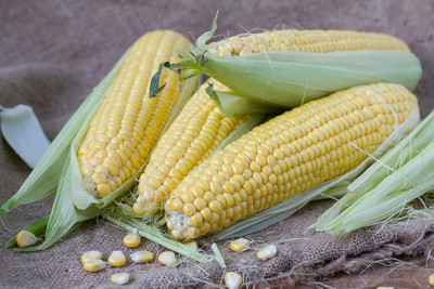 Qualtivate ICRA-9A Honey Select Hybrid Corn Seeds Seed(400 per packet)