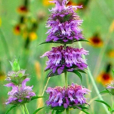 Qualtivate PUAS-2A Lemon Mint Seeds, Bee Balm Seed(200 per packet)