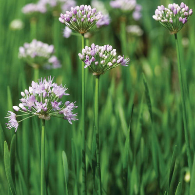 CYBEXIS GBPUT-61 - Chive Herb - (2250 Seeds) Seed(2250 per packet)