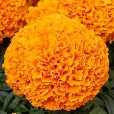 Infinteseeds African Marigold: Golden Blooms for Your Home Garden Seed(50 per packet)