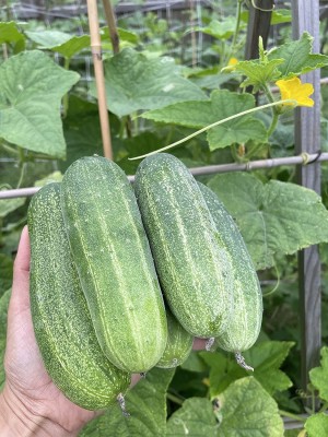 WHYGI Asian Cucumber, Thailand Cucumber, Vietnamese Cucumber Seeds-CuC_1606 Seed(500 per packet)