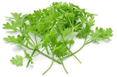 CYBEXIS Cilantro700 Seeds Seed(700 per packet)