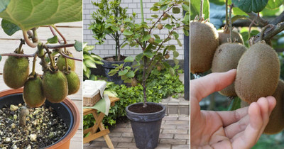 Aywal PREMIUM HYBRID SWEET KIWI Seed(60 per packet)