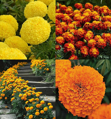 ibains Genda seeds for planting pack of 60 Seed(20 per packet)