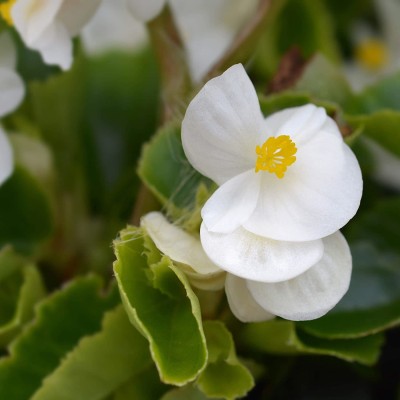 VibeX LX-13 - Begonia White Plant - (270 Seeds) Seed(270 per packet)