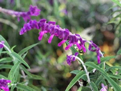 CYBEXIS NBIR-59 - Salvia Leucantha Mexican Sage - (1350 Seeds) Seed(1350 per packet)