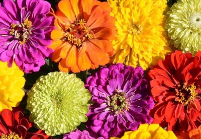 Quentova Wagons Zinnia Mix-CTU-7P Seed(50 per packet)