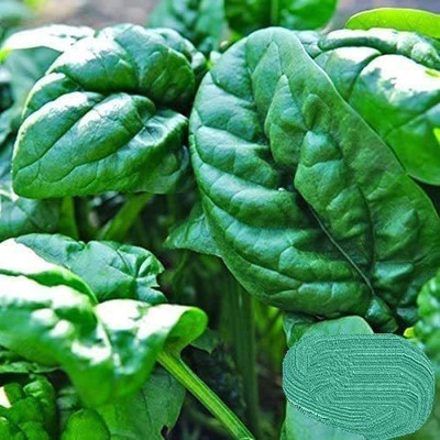 CYBEXIS HUA-99 - Early No. 7 Spinach - (250 Seeds) Seed(250 per packet)