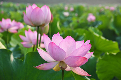 Greenry lotus,kamal gatta Seed(11 per packet)