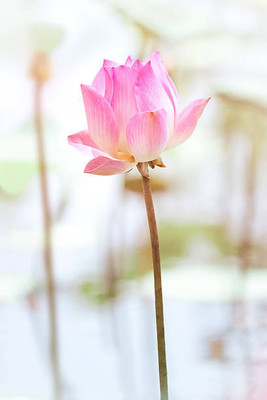 ginnienterpris lotus,kamal gatta Seed(14 per packet)