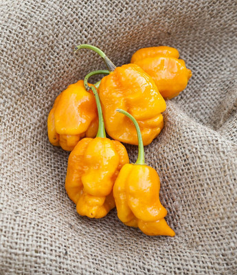 Biosnyg Trinidad Yellow Pepper Seeds For Kitchen Gardening-(2000 Seeds) Seed(2000 per packet)