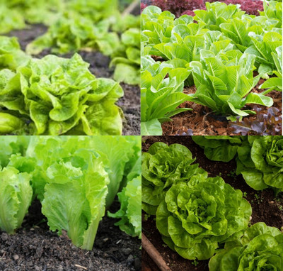 ibains Lettuce seeds for home gardening bij 41 Seed(41 per packet)