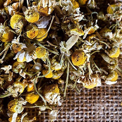CYBEXIS ATS-50 - Chamomile Roman (Anthemis nobilis) - (250 Seeds) Seed(250 per packet)