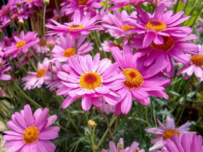 Quentova Dimorphotheca ecklonis-PUA-5V Seed(75 per packet)