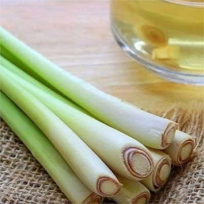 Quentova Lemon grass (Cymbopogon citratus)-KWI-4E Seed(25 per packet)