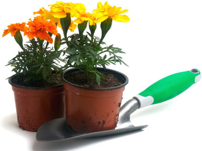 Avysa French Marigold Seeds - for Indoor and Outdoor Planting Multicolor Seed(200 per packet)