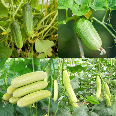 ibains Sosa seeds cucumber kakri seeds pack of 82 Seed(82 per packet)