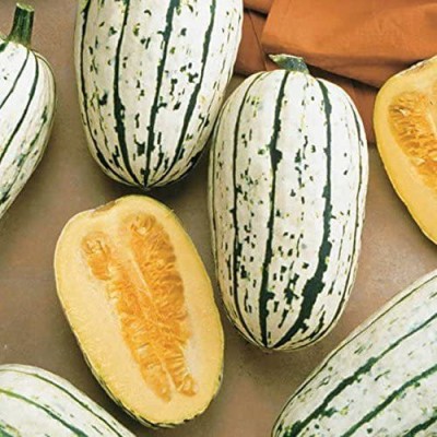 VibeX ATS-84 - Delicata Organic Winter Squash - (75 Seeds) Seed(75 per packet)