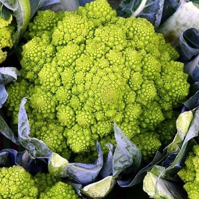 Qualtivate PUAS-4A Broccoli Romanesco AKA Cauliflower Seed(300 per packet)