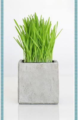 Biosnyg Hard Red Winter Wheatgrass Seeds Perfect for Sprouting-(20000 Seeds) Seed(20000 per packet)