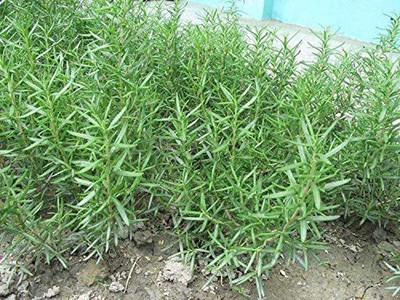 VibeX ATS-16 - Non-GMO Rosemary - (2250 Seeds) Seed(2250 per packet)