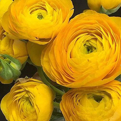 Epazo Ranunculus Flower Bulbs Mix Colour Seed(1 per packet)