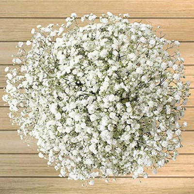 ACCELCROP Gypsophila White , Baby's Breadth Seed(80 per packet)