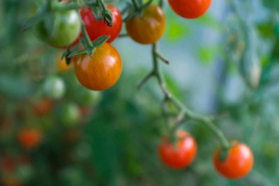 Urvaar tomato Seed(85 per packet)