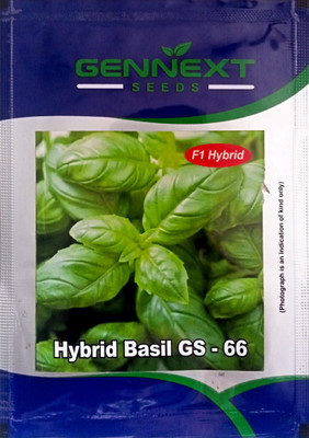 KRASHAK Basil Green, Hybrid Basil Tusli Seed(2 per packet)