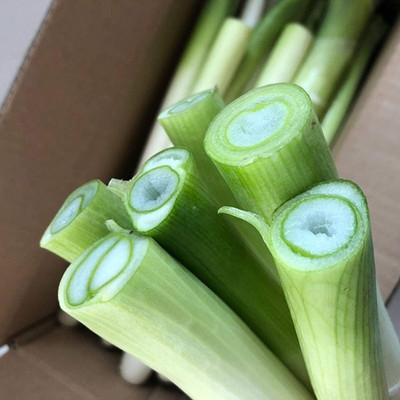 CYBEXIS F1 Green Chinese Onion Seeds2000 Seeds Seed(2000 per packet)