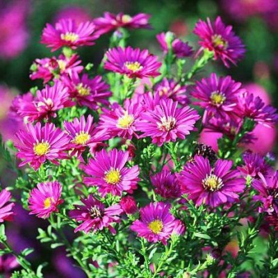 VibeX LXI-22 - Dutch Chrysanthemum - (90 Seeds) Seed(90 per packet)